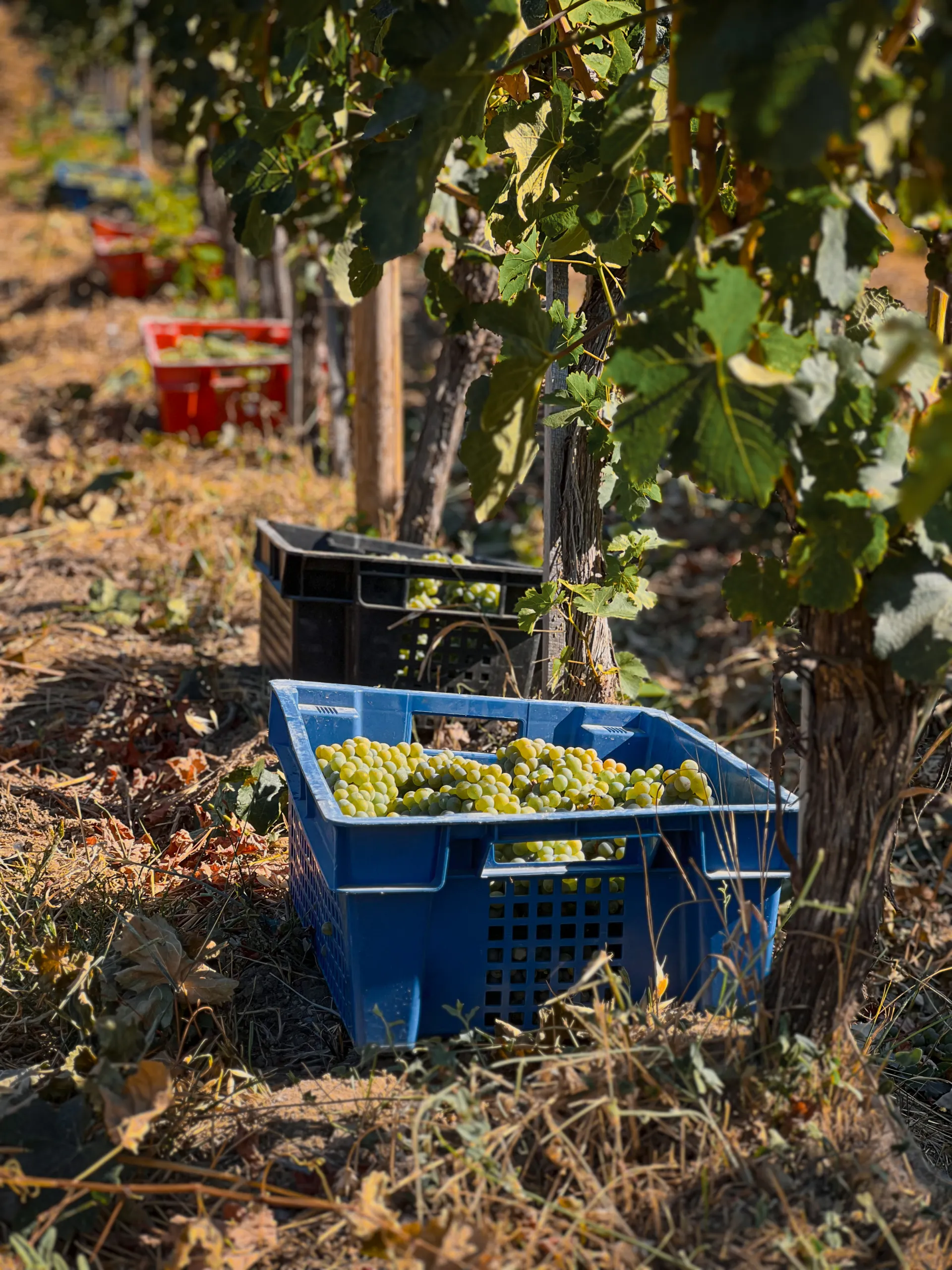 Виноградник Belmas Winery