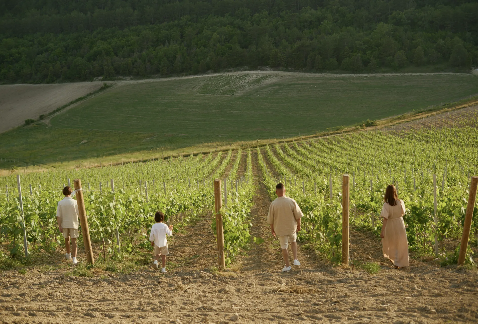 Виноградники